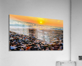 Sea Shells Acrylic Print
