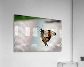 Monarch Butterfly Acrylic Print