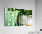 Water drops Acrylic Print