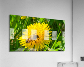 Bee Acrylic Print
