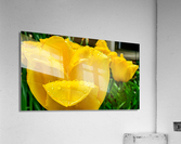 Yellow Flower Acrylic Print