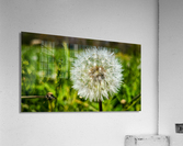 Dandelion Acrylic Print