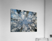 Snowy Trees Acrylic Print