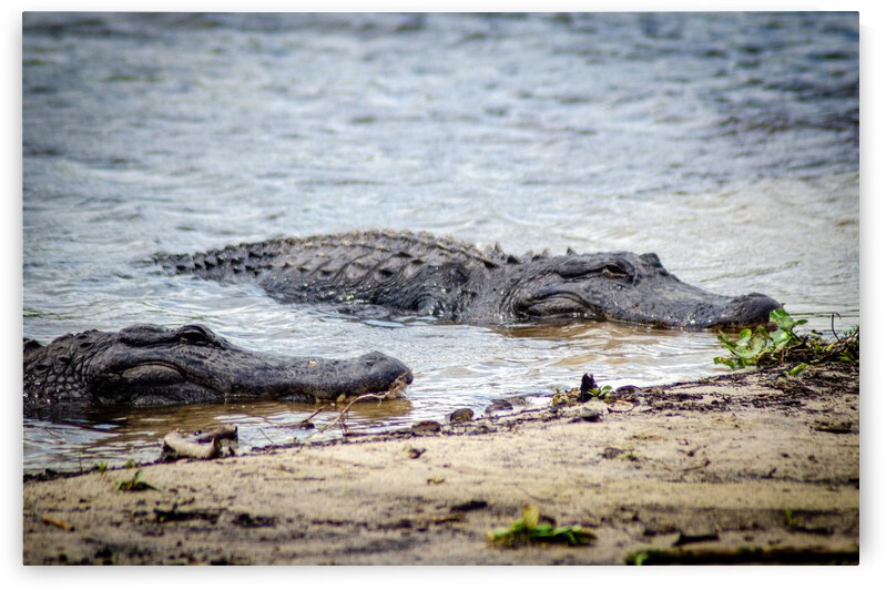 Lazy Alligators by AlaskanBoy
