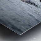 Lazy Alligators Metal print