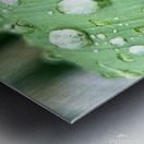 Water drops Metal print