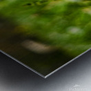 Dandelion Metal print