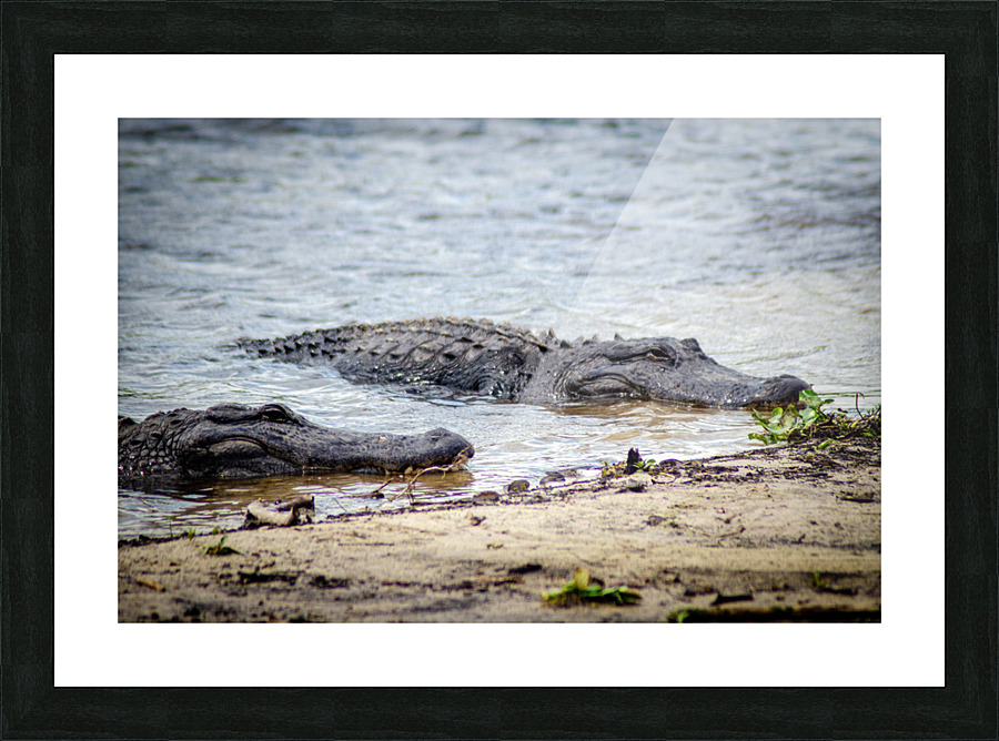 Lazy Alligators Picture Frame print