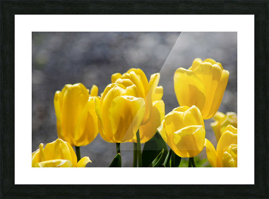 Yellow Tulips Picture Frame print