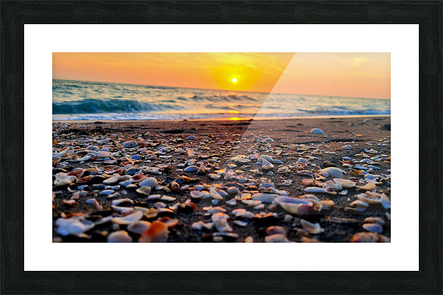 Sea Shells Picture Frame print