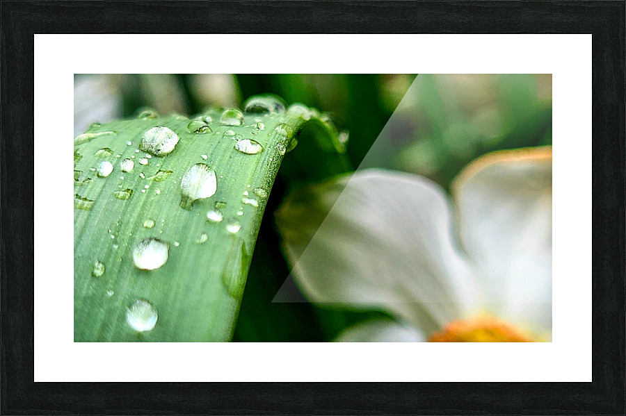 Water drops Picture Frame print