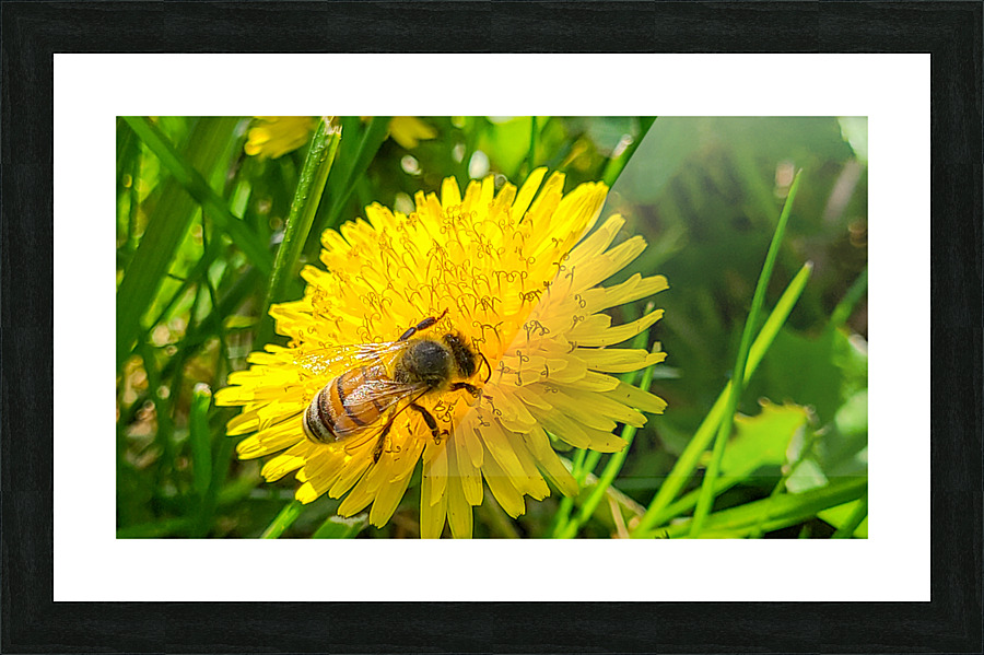 Bee Picture Frame print
