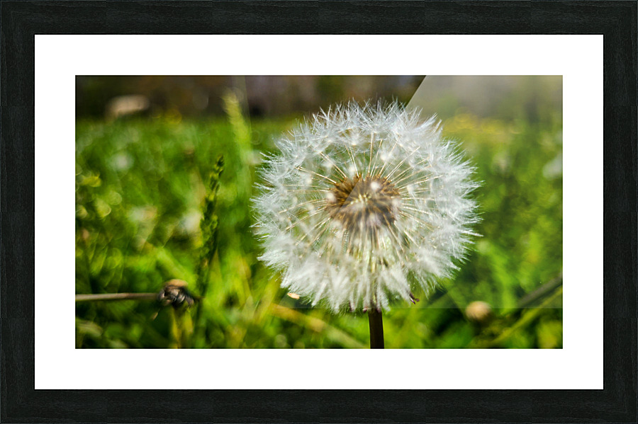Dandelion Picture Frame print