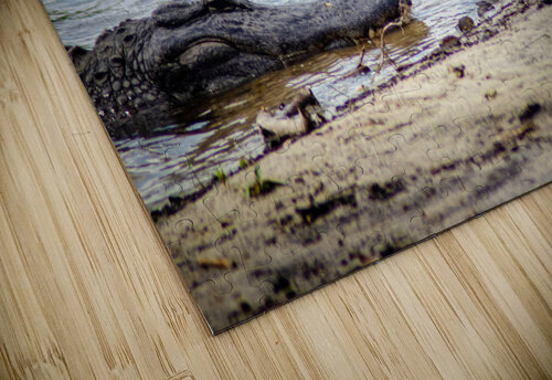 Lazy Alligators AlaskanBoy puzzle