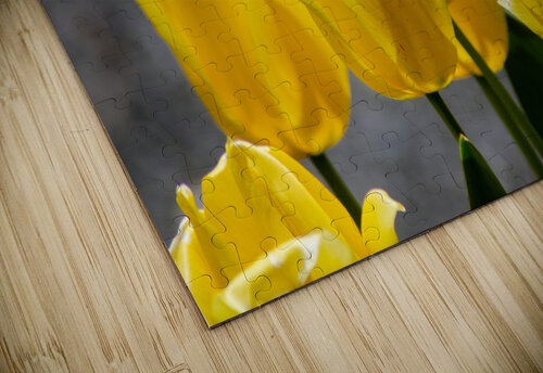 Yellow Tulips AlaskanBoy puzzle