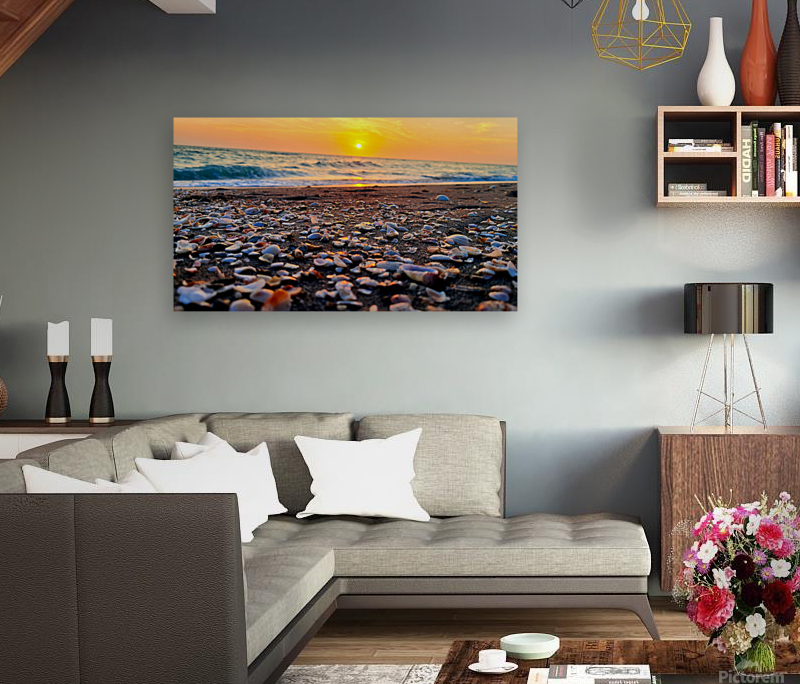 Sea Shells Reproduction