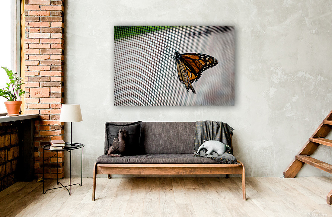 Monarch Butterfly Reproduction