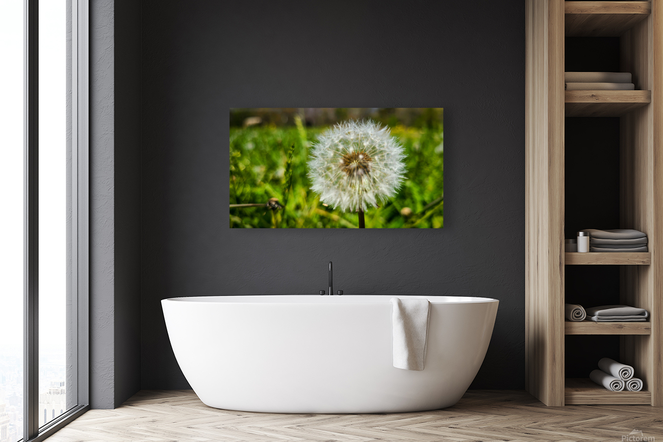 Dandelion Reproduction