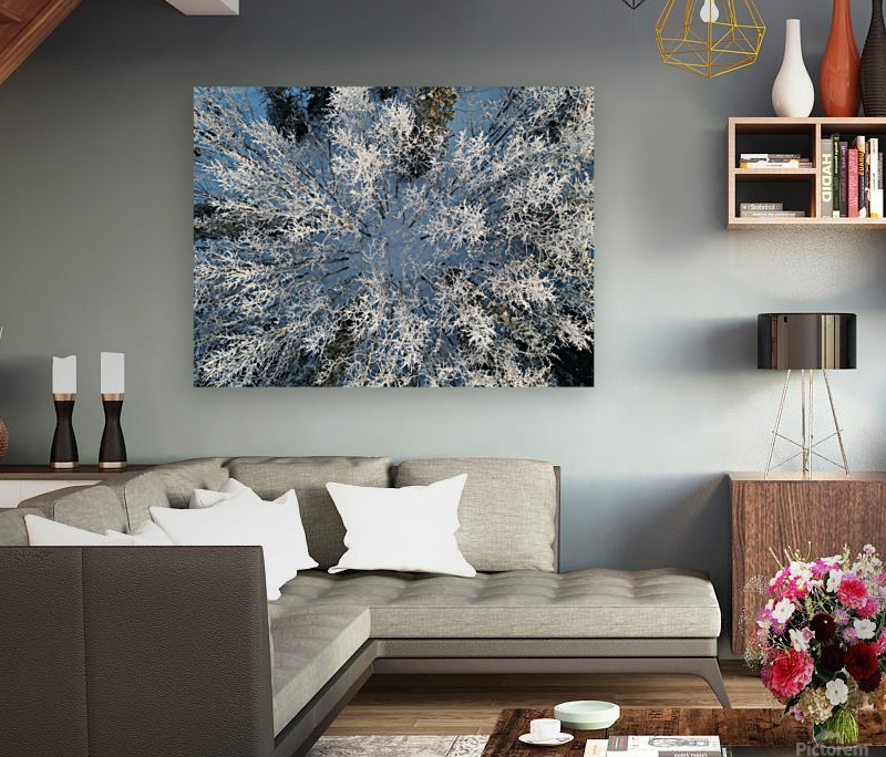 Snowy Trees Reproduction