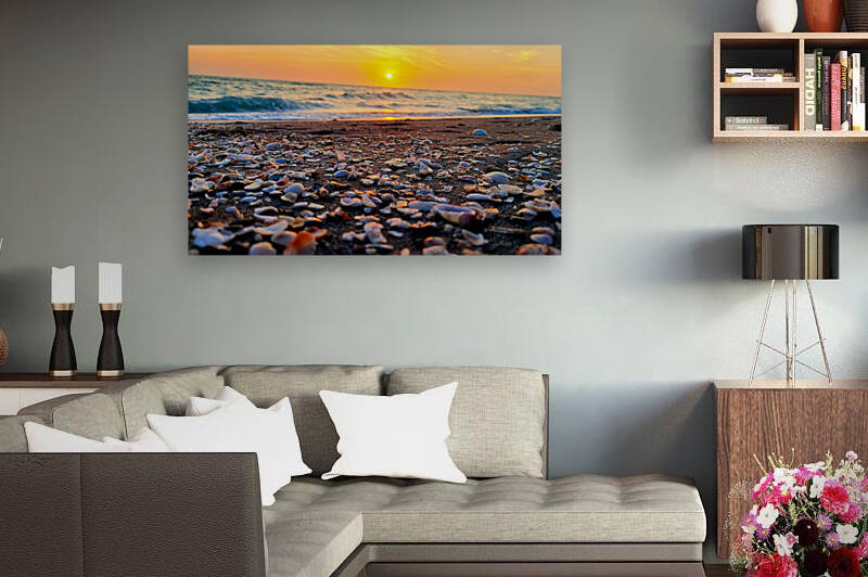 Sea Shells Reproduction