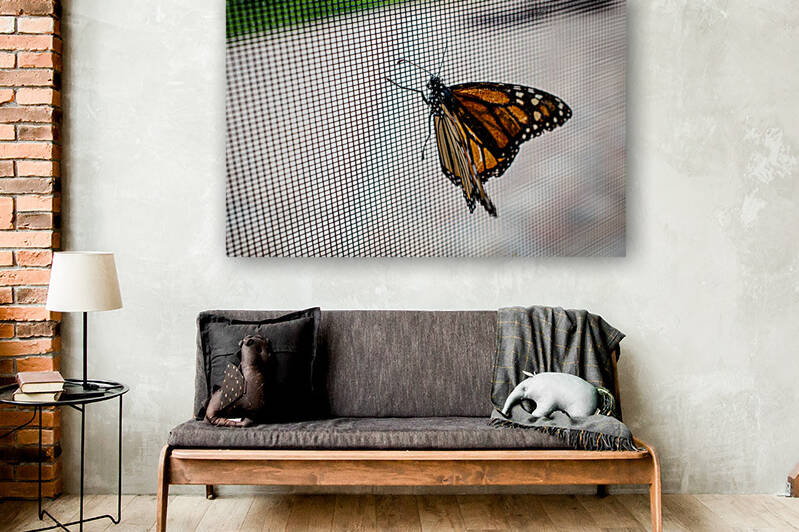 Monarch Butterfly Reproduction