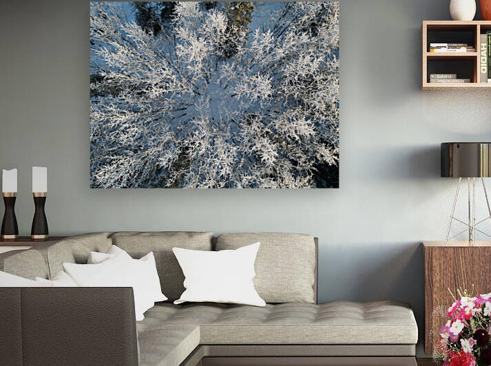 Snowy Trees Reproduction
