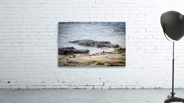 Lazy Alligators Wall Preview