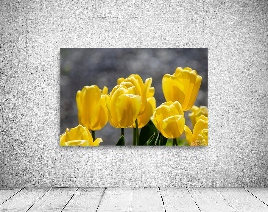 Yellow Tulips Wall Preview