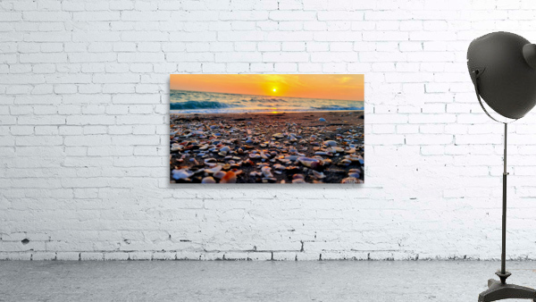 Sea Shells Wall Preview