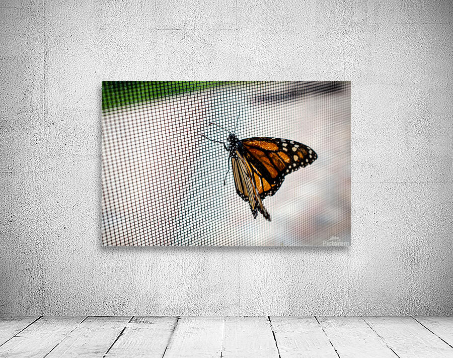 Monarch Butterfly Wall Preview