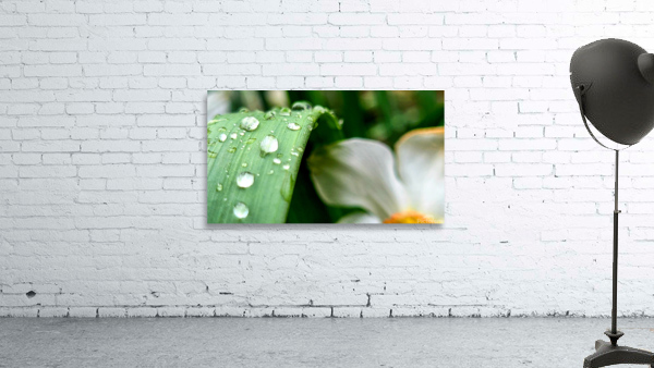 Water drops Wall Preview