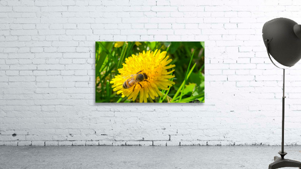 Bee Wall Preview
