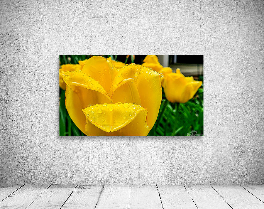 Yellow Flower Wall Preview