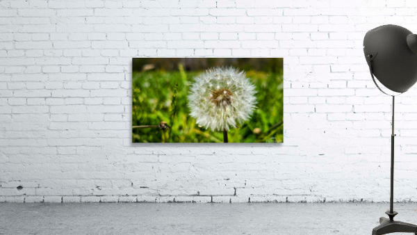 Dandelion Wall Preview