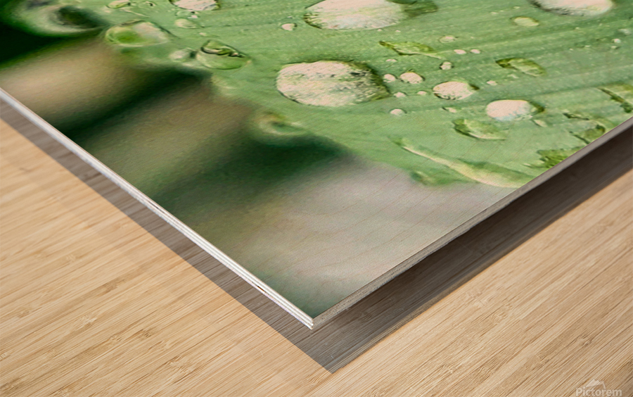 Water drops Wood print