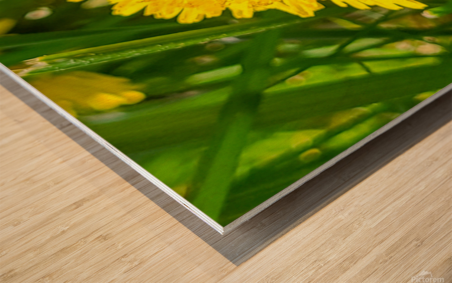 Bee Wood print