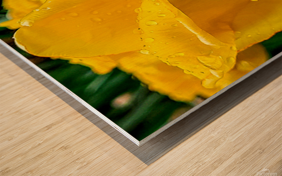 Yellow Flower Wood print