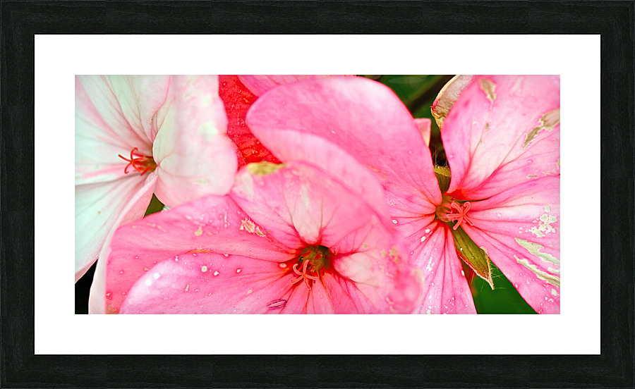 petal blend Picture Frame print