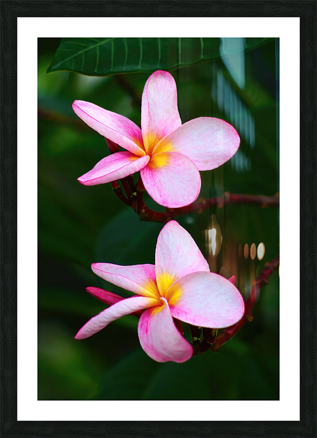 two pink Picture Frame print