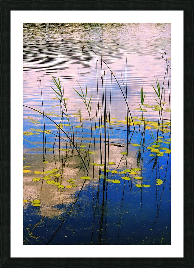 the pond Picture Frame print