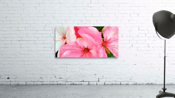 petal blend Wall Preview