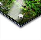 Appalachian Forest Acrylic print