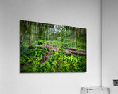 Appalachian Forest Acrylic Print