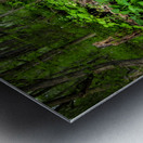 Appalachian Forest Metal print