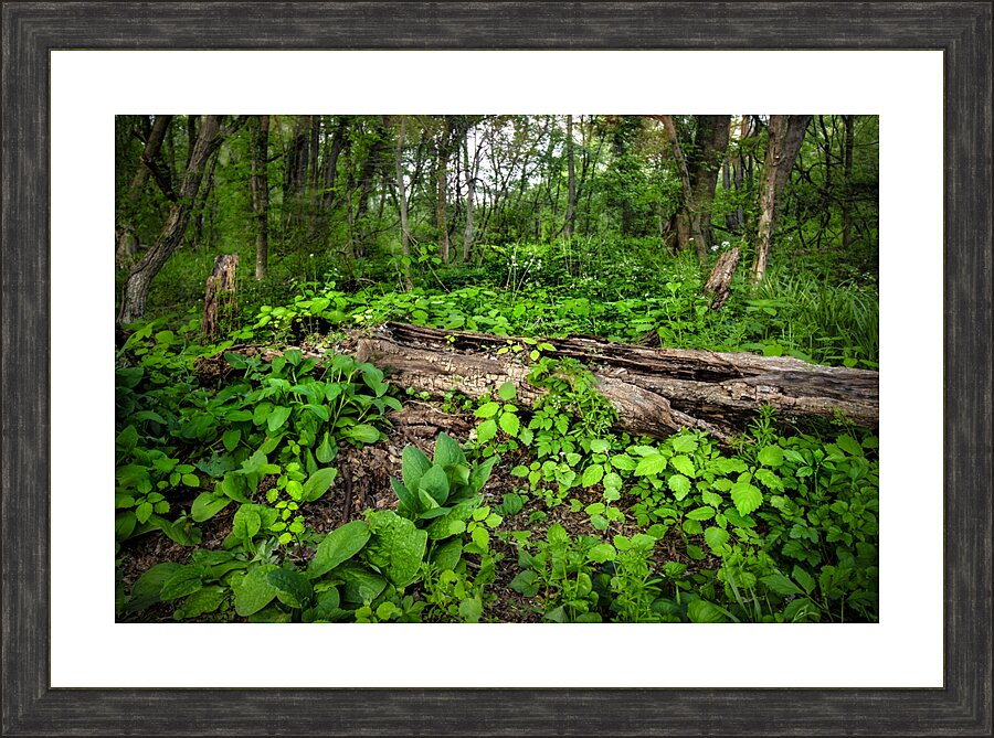 Appalachian Forest Picture Frame print