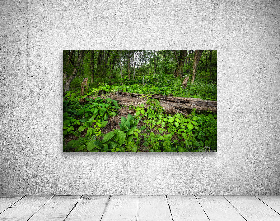 Appalachian Forest Wall Preview