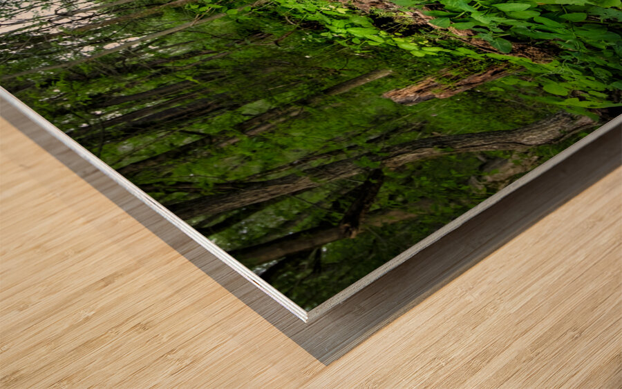 Appalachian Forest Wood print