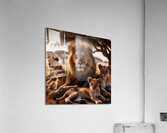 Lion Pride Acrylic Print