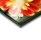 Dahlia Acrylic print