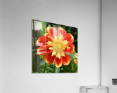 Dahlia Acrylic Print